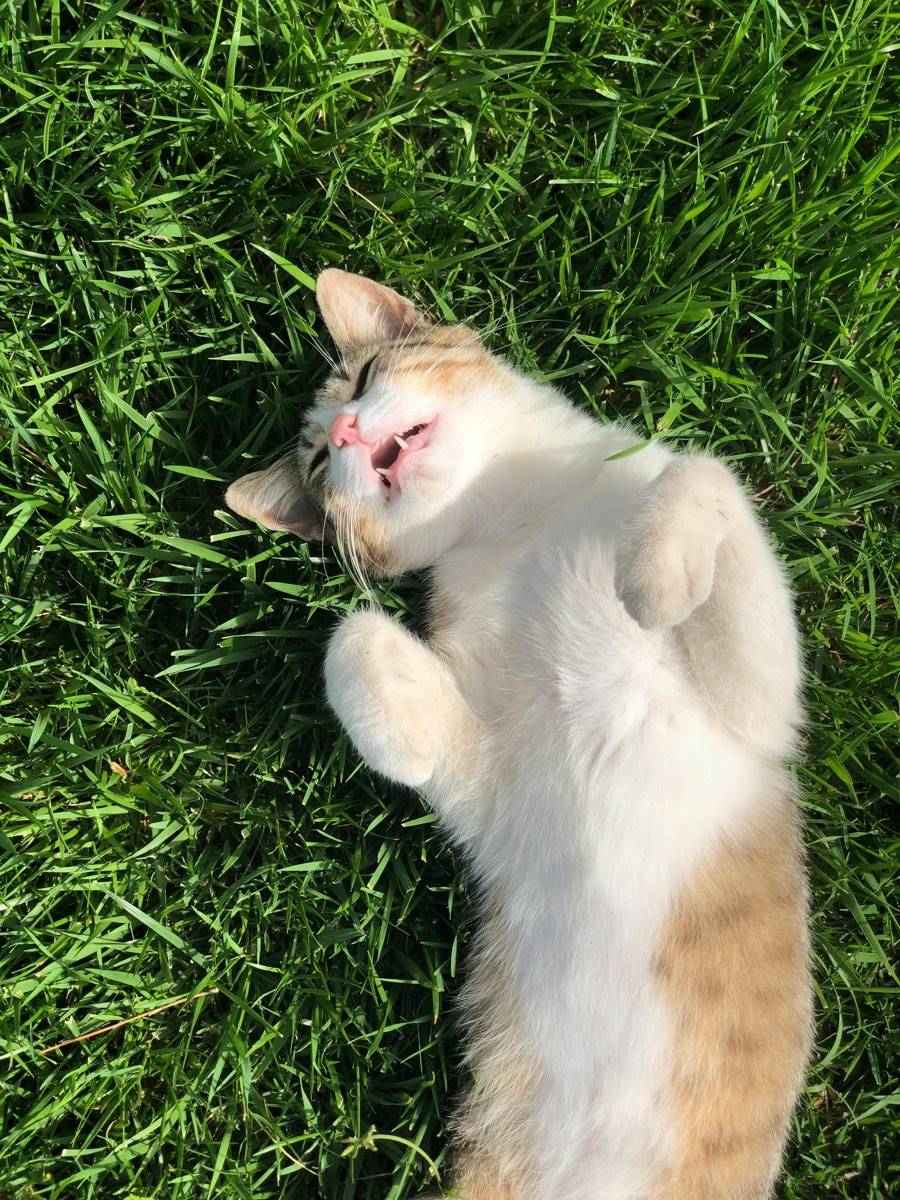 Kucing